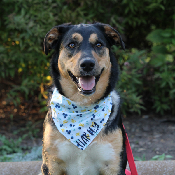 Customer photo for Blueberry Bandana