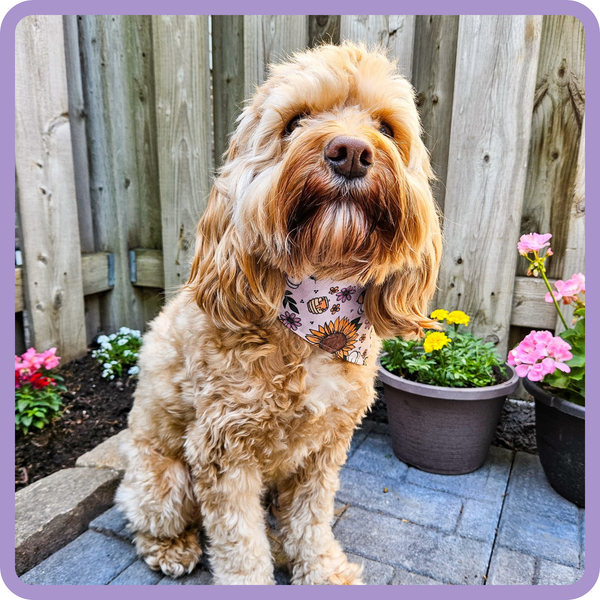 Customer photo for Bumblebee Bandana