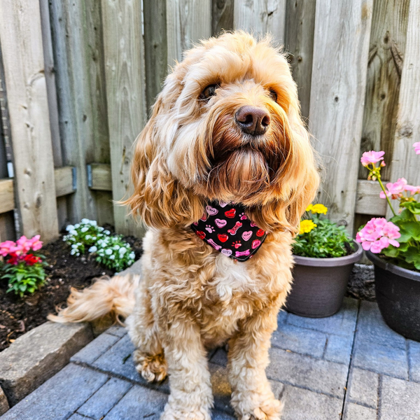 Customer photo for Valentines Candy Hearts Bandana