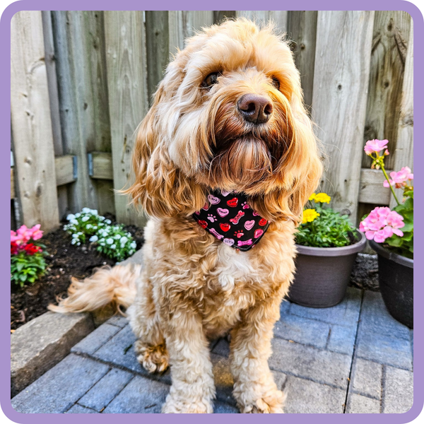Customer photo for Valentines Candy Hearts Bandana