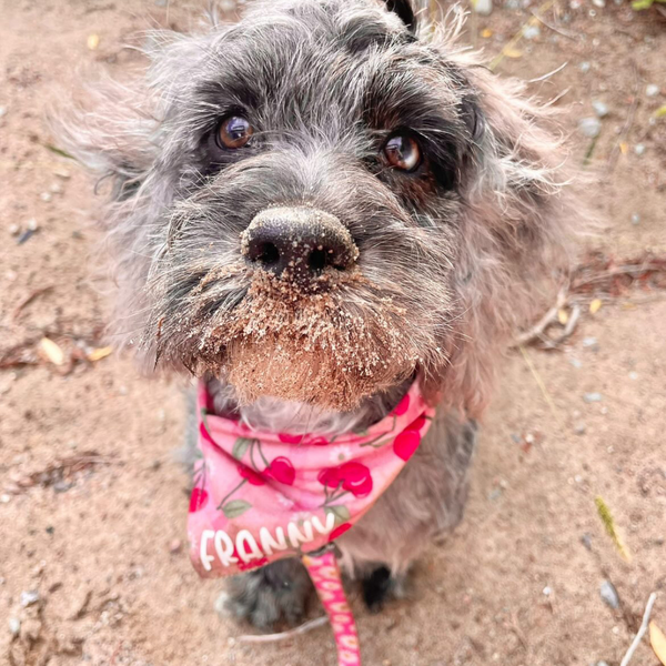 Customer photo for Cherries Bandana