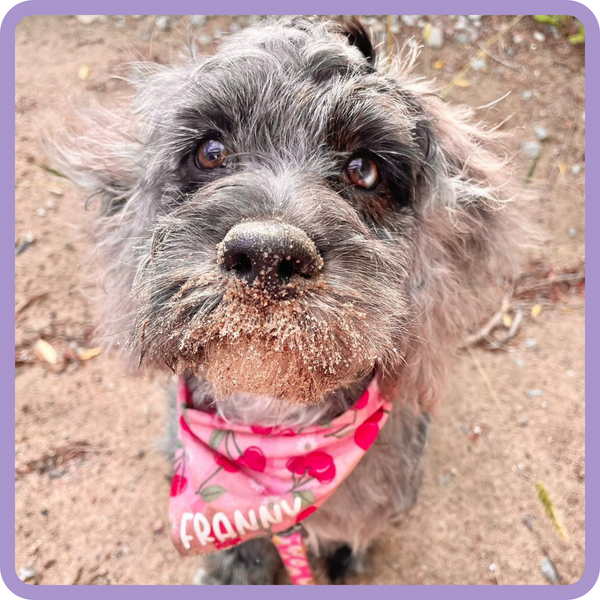 Customer photo for Cherries Bandana