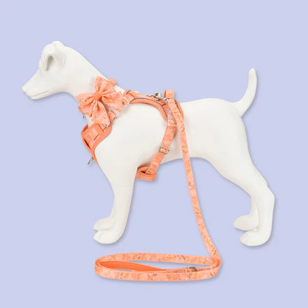 Dog Sailor Bow: Chiswick Papaya