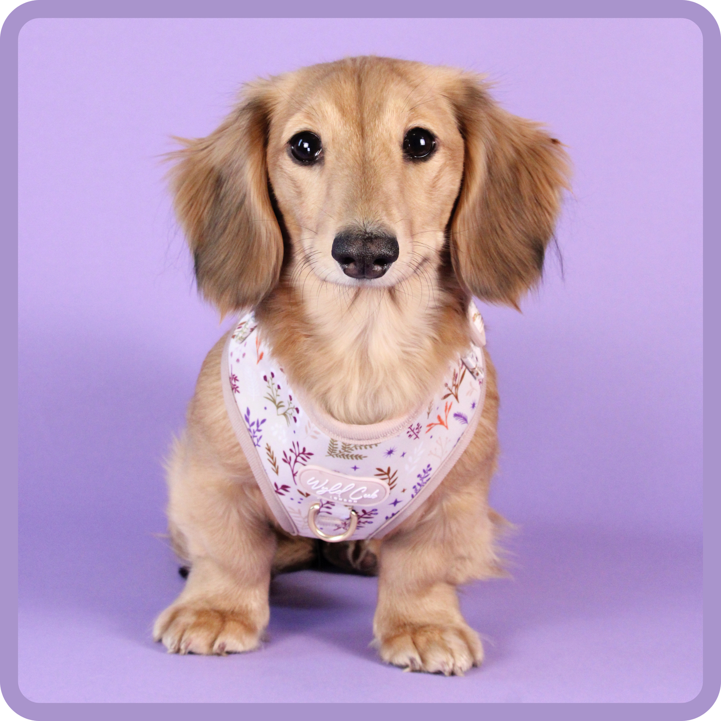Adjustable Dog Harness: Chiswick Oyster