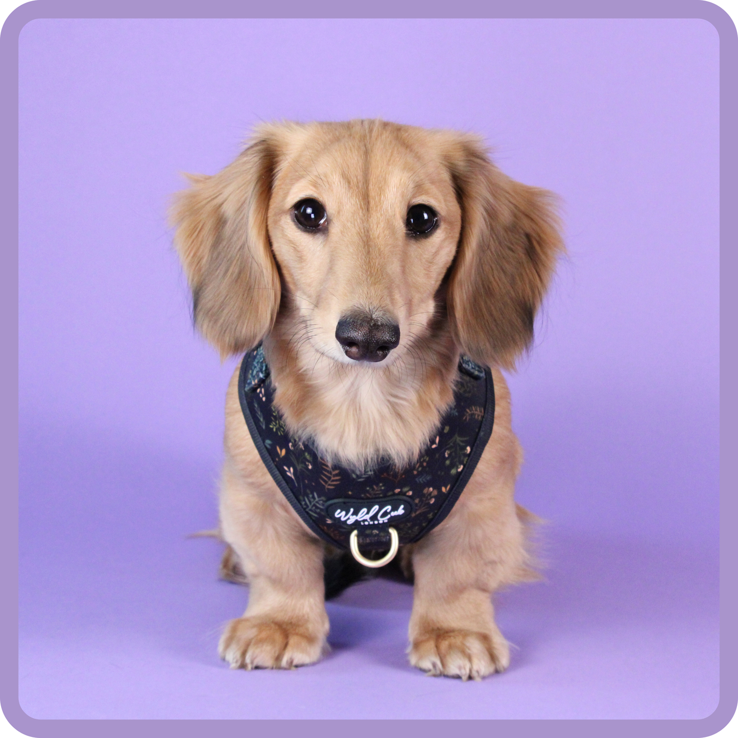 Adjustable Dog Harness: Chiswick Ravenwood