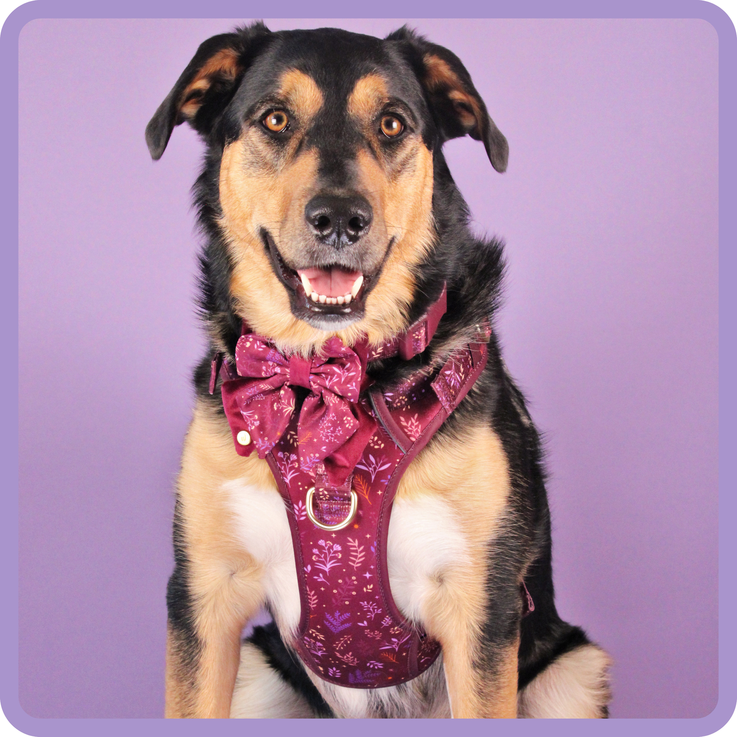 Step & Switch® Dog Harness: Chiswick Fig