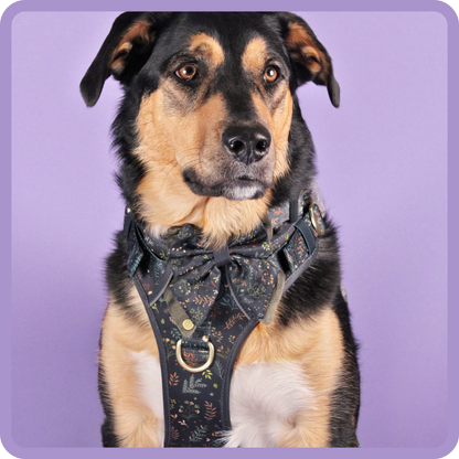 Step & Switch® Dog Harness: Chiswick Ravenwood