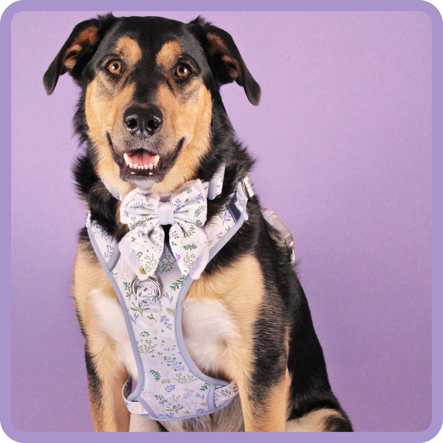 Step & Switch® Dog Harness: Chiswick Thistle