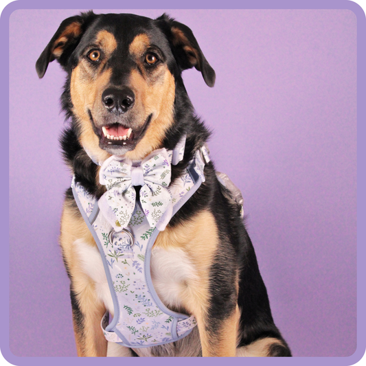 Step & Switch® Dog Harness: Chiswick Thistle