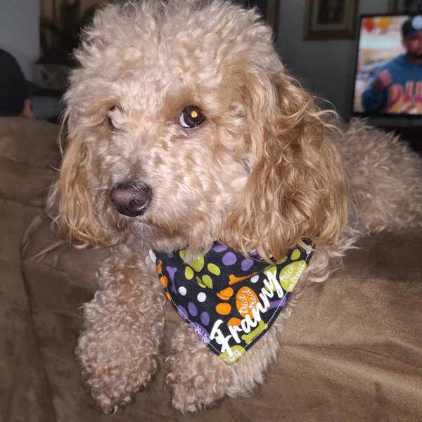 Customer photo for Halloween Pawprint Bandana