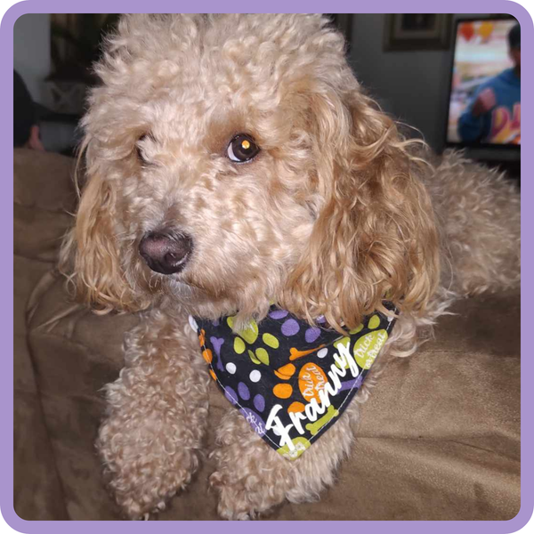 Customer photo for Halloween Pawprint Bandana