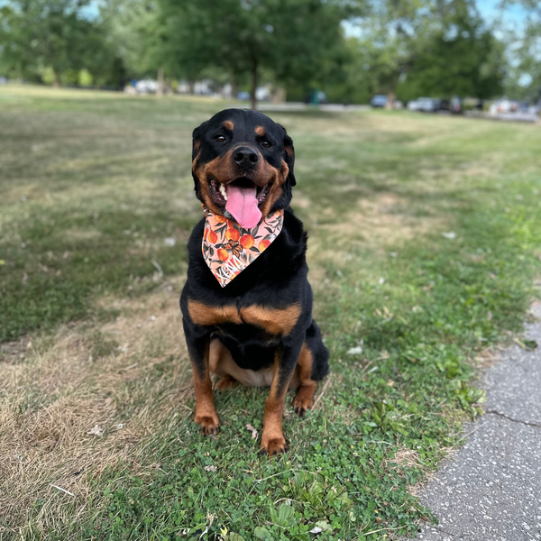 Customer photo for Orange Butterfly Bandana