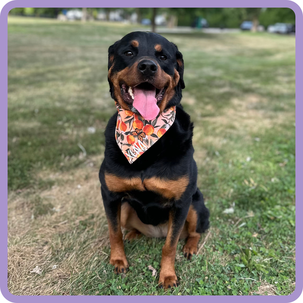 Customer photo for Orange Butterfly Bandana