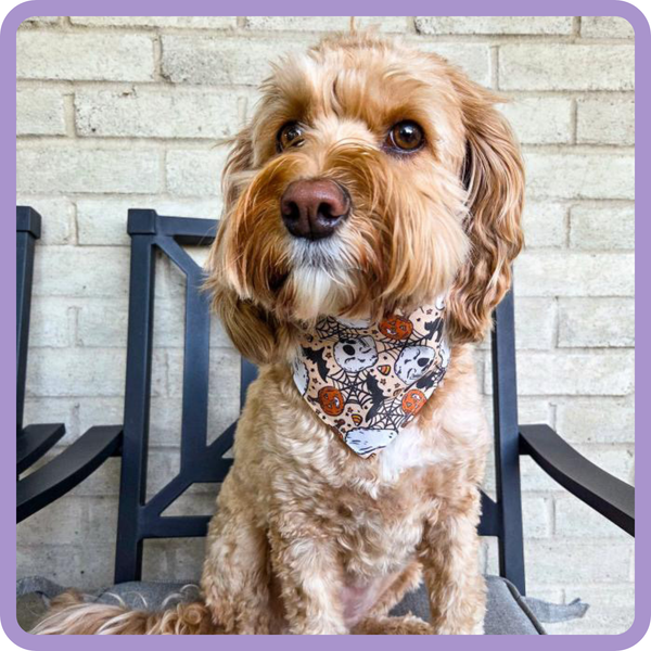 Customer photo for Dark Orange Halloween Bandana