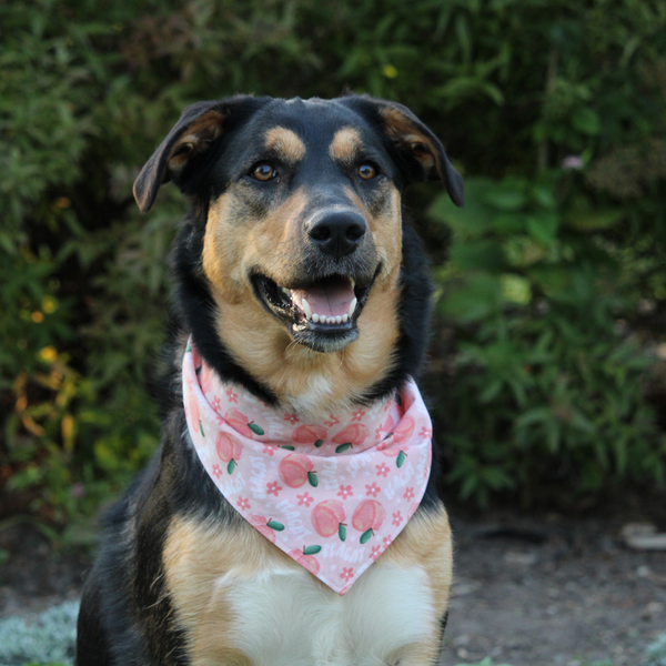Customer photo for Peachy Bandana