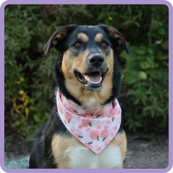 Customer photo for Peachy Bandana