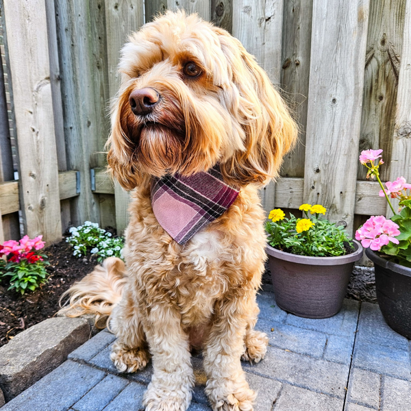 Customer photo for Purple Flannel Bandana