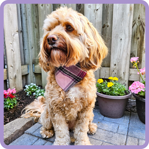 Customer photo for Purple Flannel Bandana