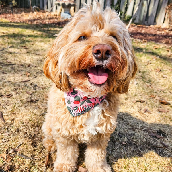 Customer photo for Strawberries Bandana