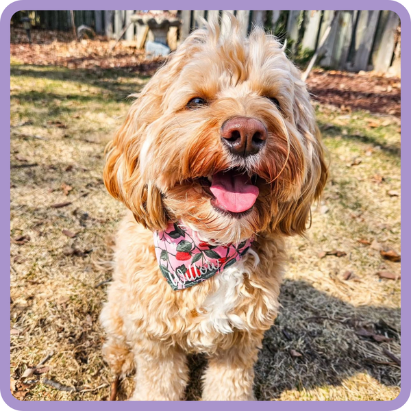 Customer photo for Strawberries Bandana