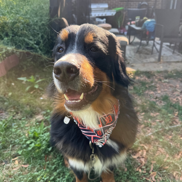 Customer photo for Detroit Tigers Bandana