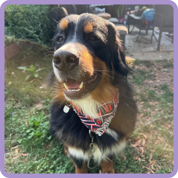 Customer photo for Detroit Tigers Bandana