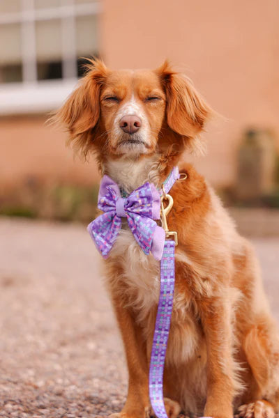 Dog Butterfly Bow: Belgravia Sugarplum