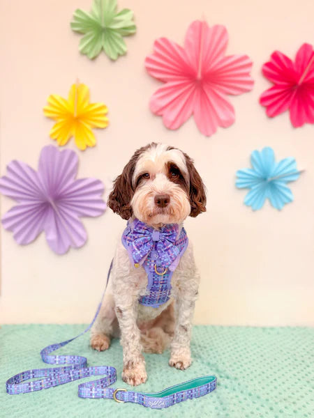 Dog Butterfly Bow: Belgravia Sugarplum