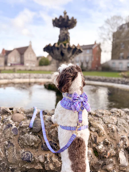 Dog Butterfly Bow: Belgravia Sugarplum