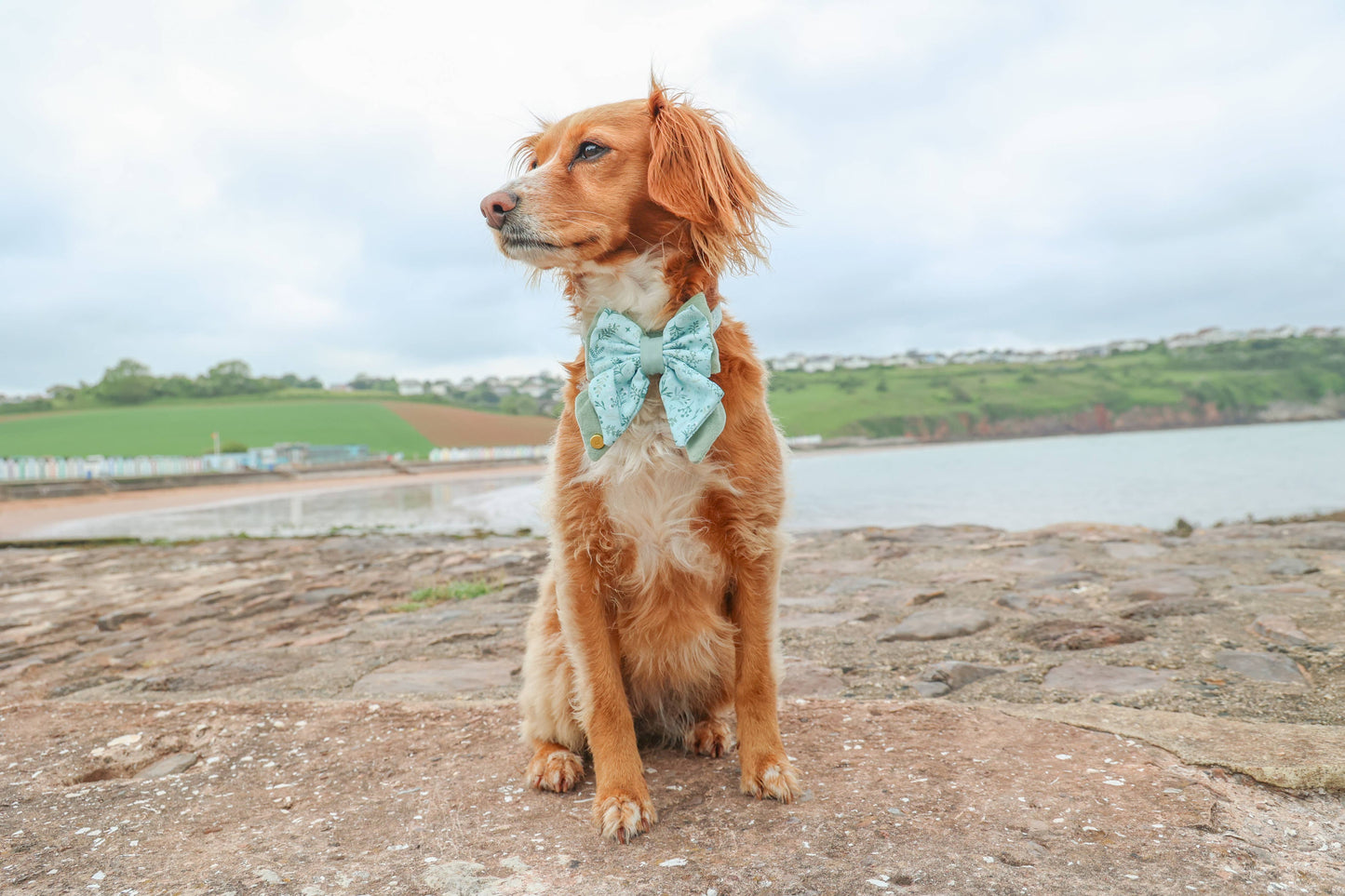 Dog Butterfly Bow: Chiswick Pistachio