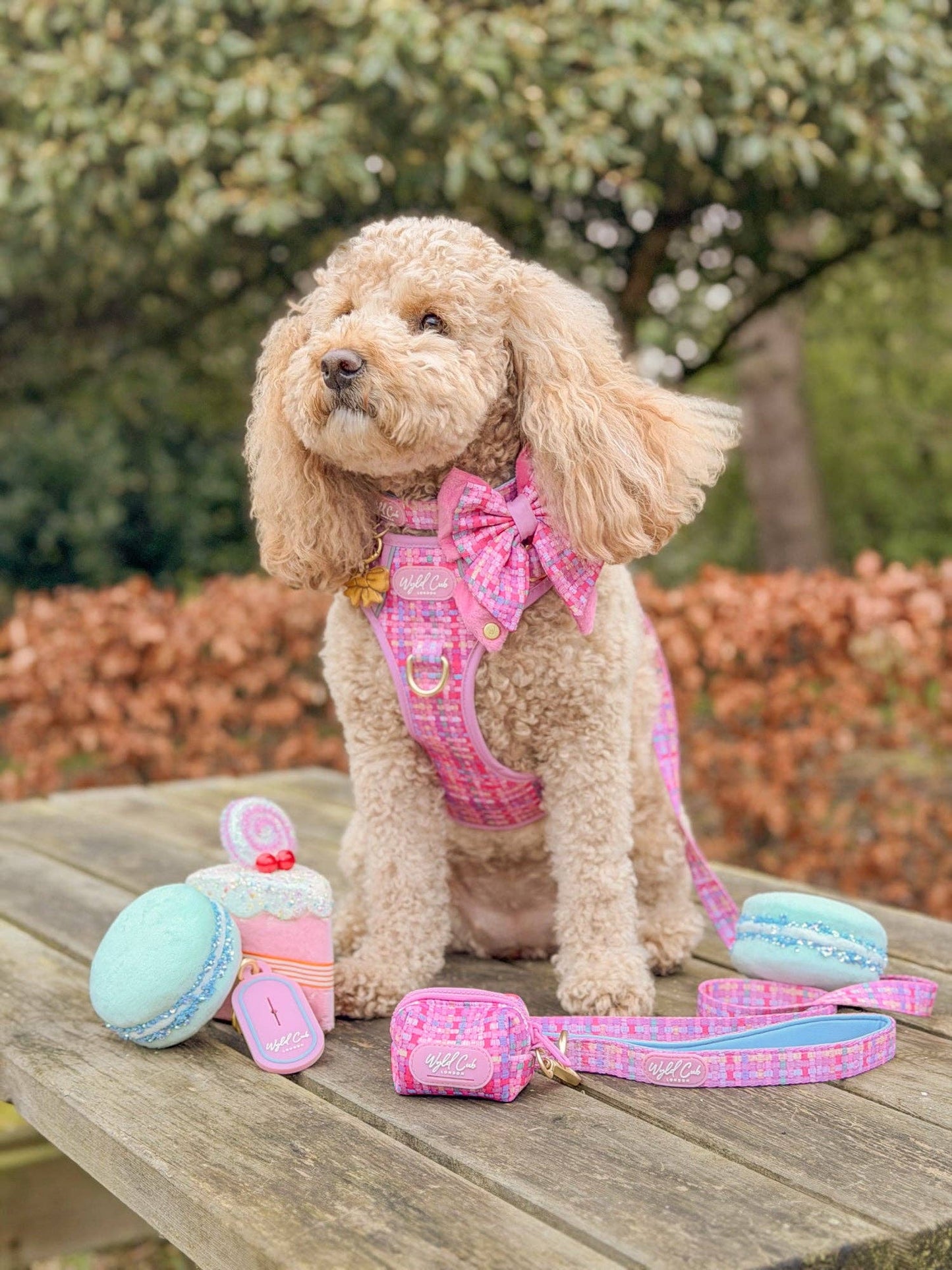 Dog Butterfly Bow: Belgravia Bonbon