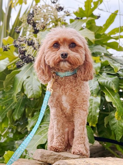 Dog Lead: Belgravia Sweetpea