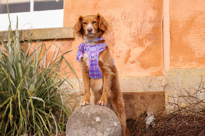 Step & Switch® Dog Harness: Belgravia Sugarplum