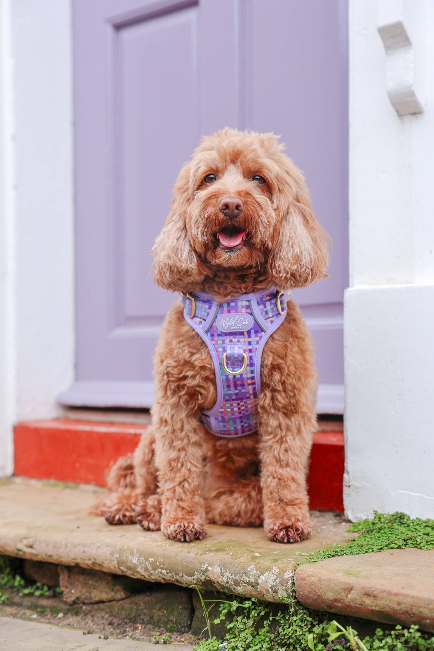 Step & Switch® Dog Harness: Belgravia Sugarplum