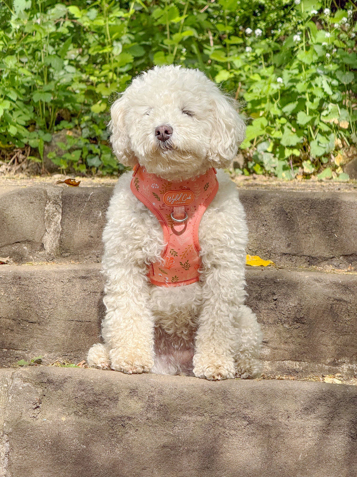 Adjustable Dog Harness: Chiswick Papaya