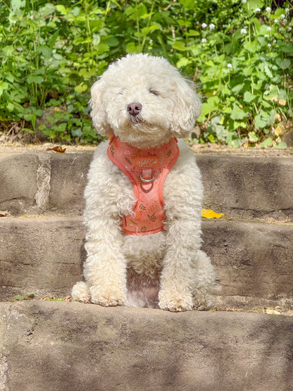 Adjustable Dog Harness: Chiswick Papaya