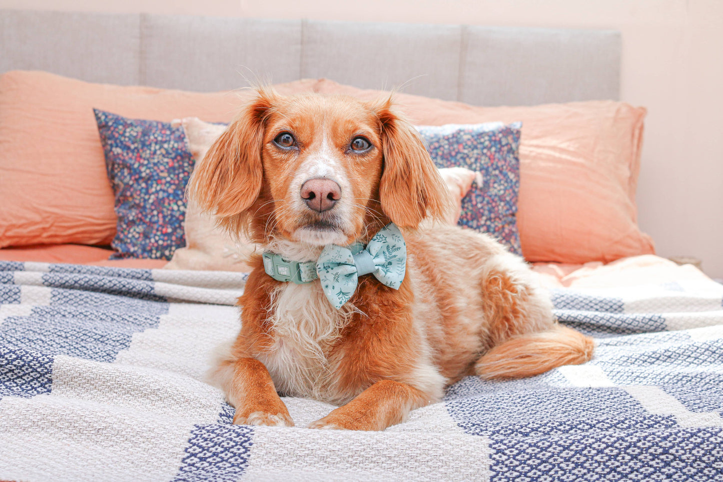 Dog Dickie Bow: Chiswick Pistachio