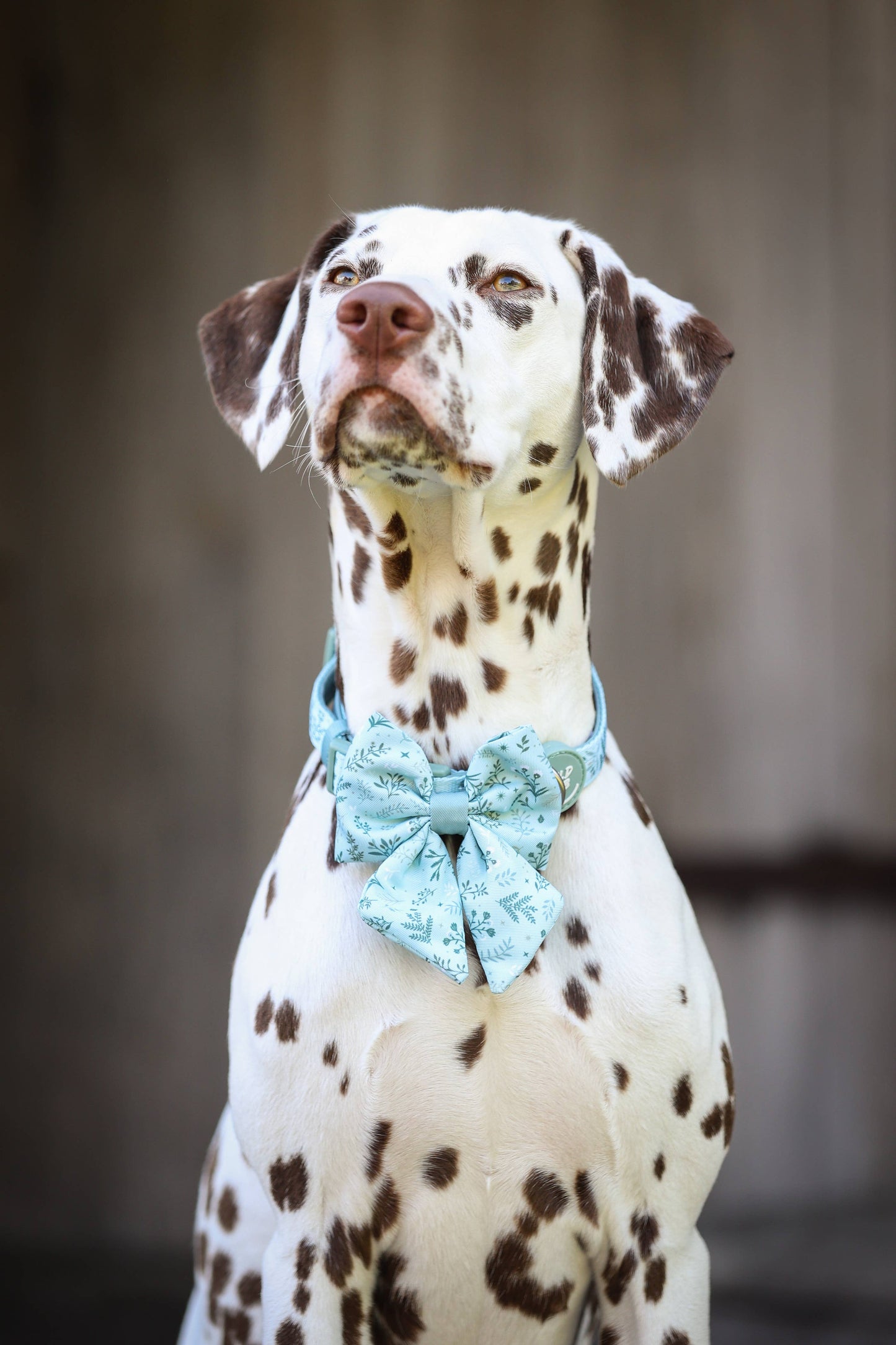 Dog Sailor Bow: Chiswick Pistachio