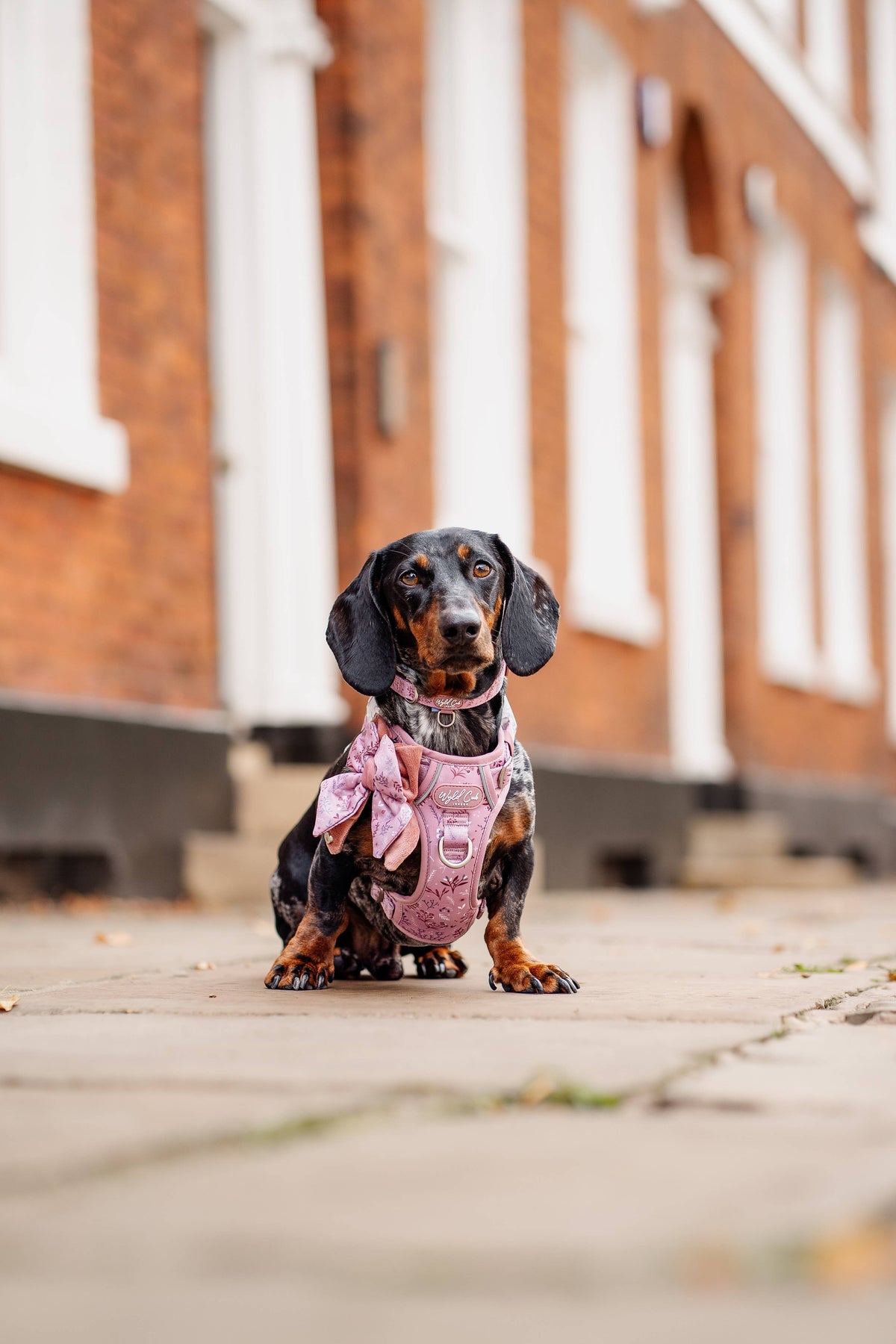 Dog Butterfly Bow: Chiswick Rosewood