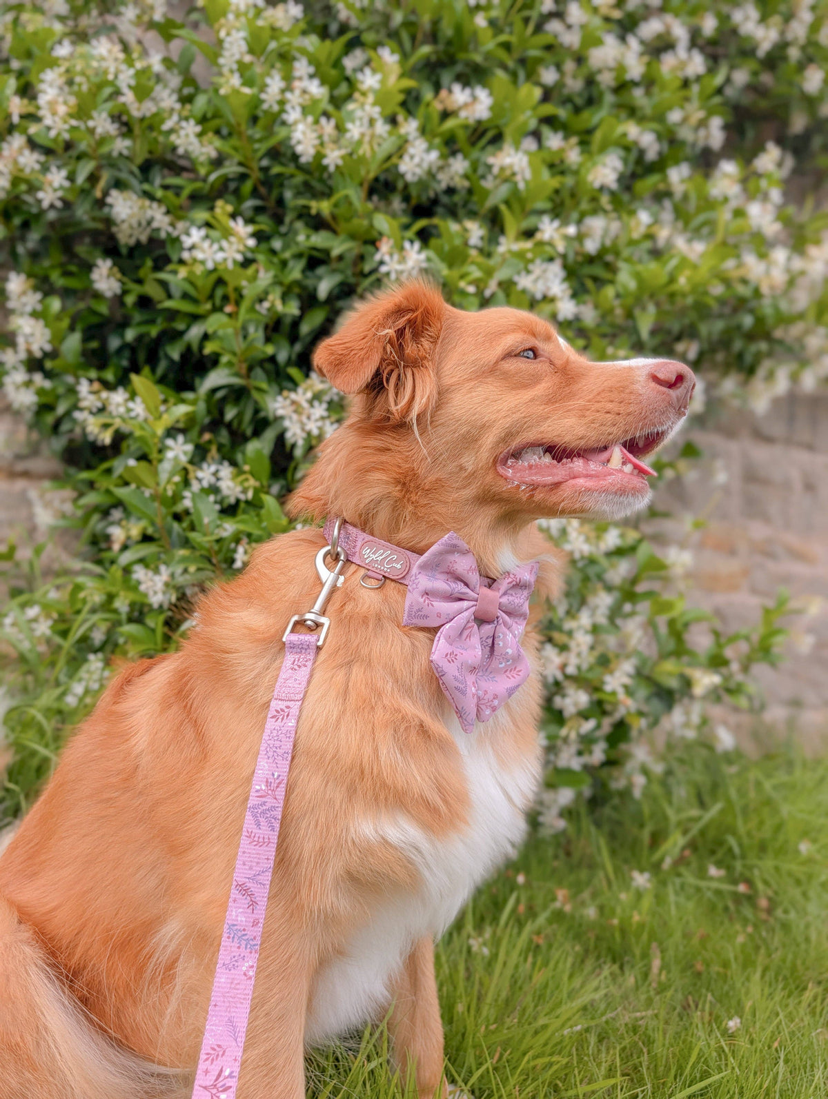 Dog Sailor Bow: Chiswick Rosewood