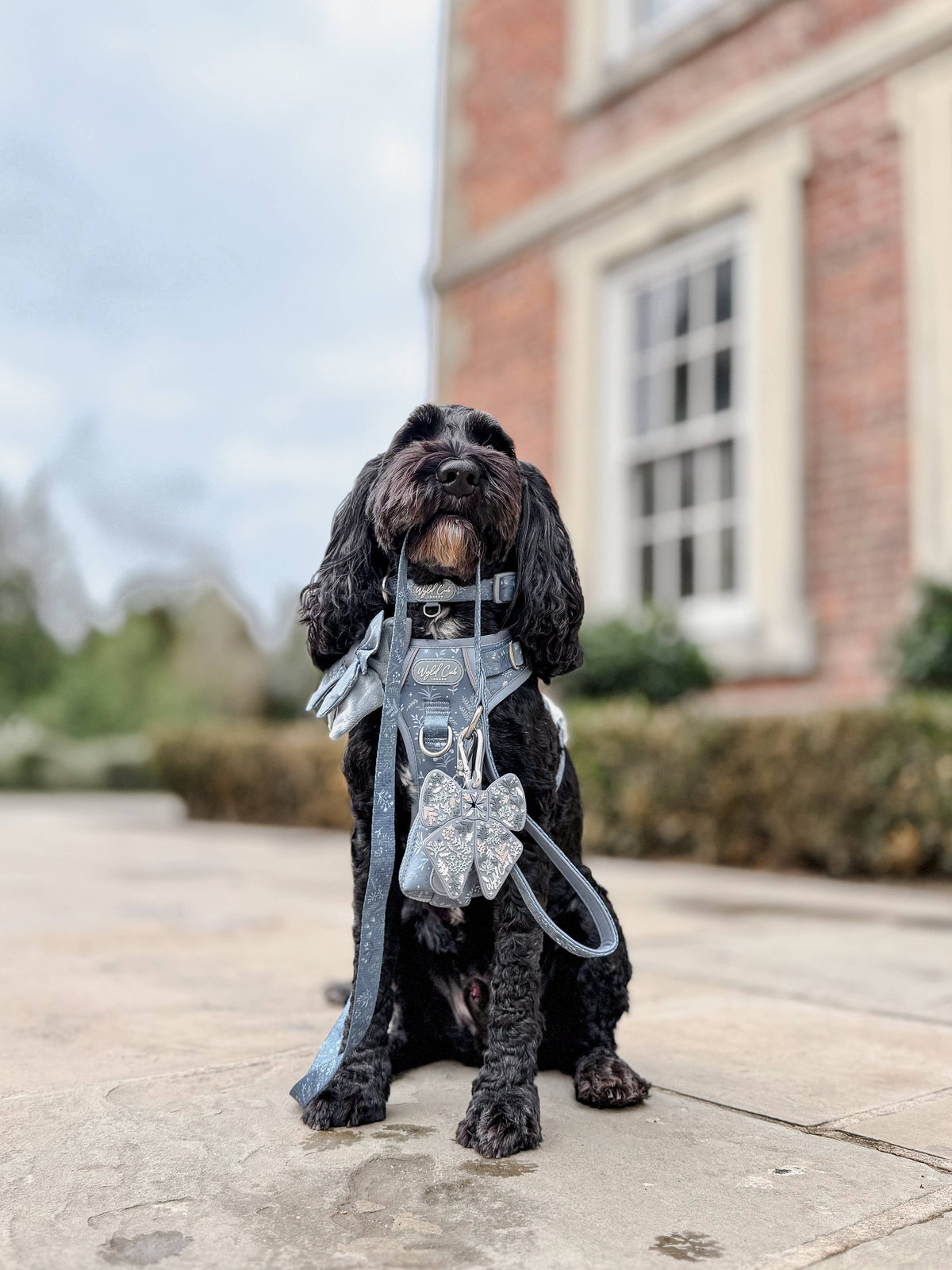 Dog Lead: Chiswick Dovetail