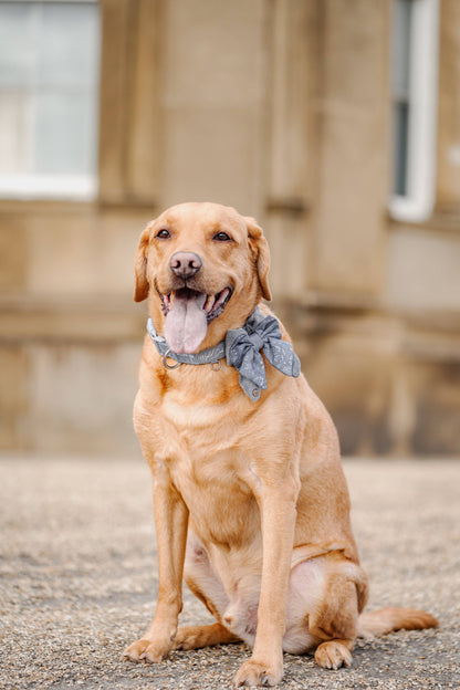 Adjustable Dog Collar: Chiswick Dovetail