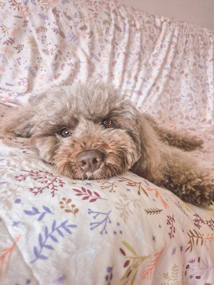 Blanket: Chiswick Oyster