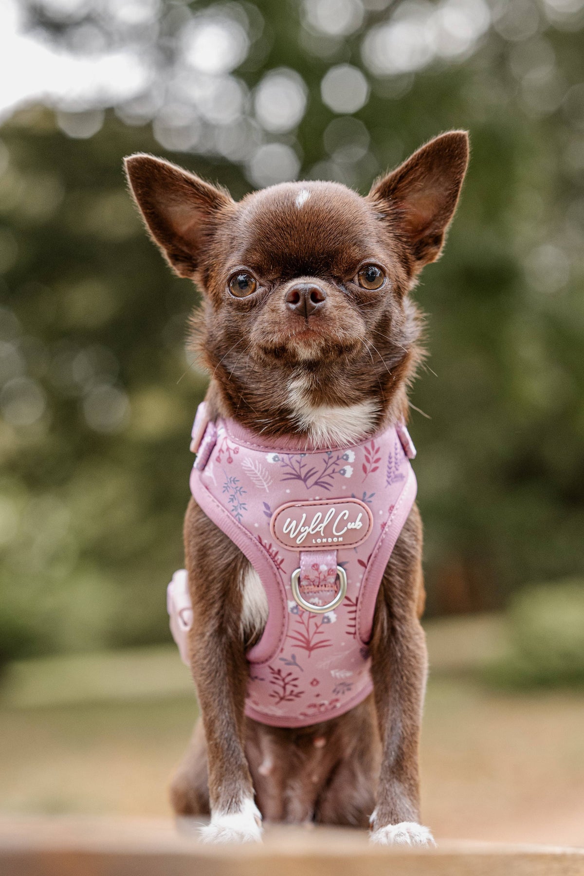 Adjustable Dog Harness: Chiswick Rosewood