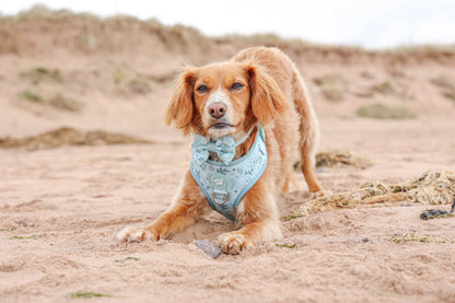 Dog Dickie Bow: Chiswick Pistachio