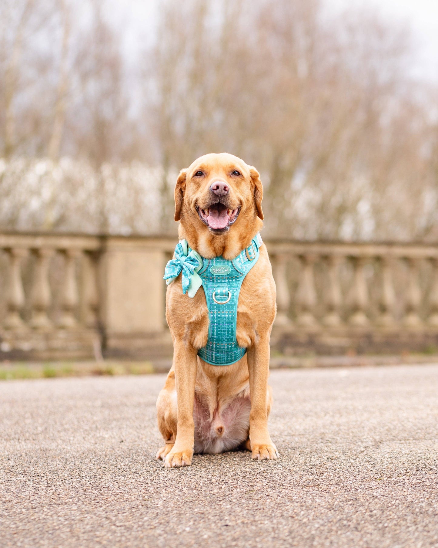 Dog Butterfly Bow: Belgravia Sweetpea