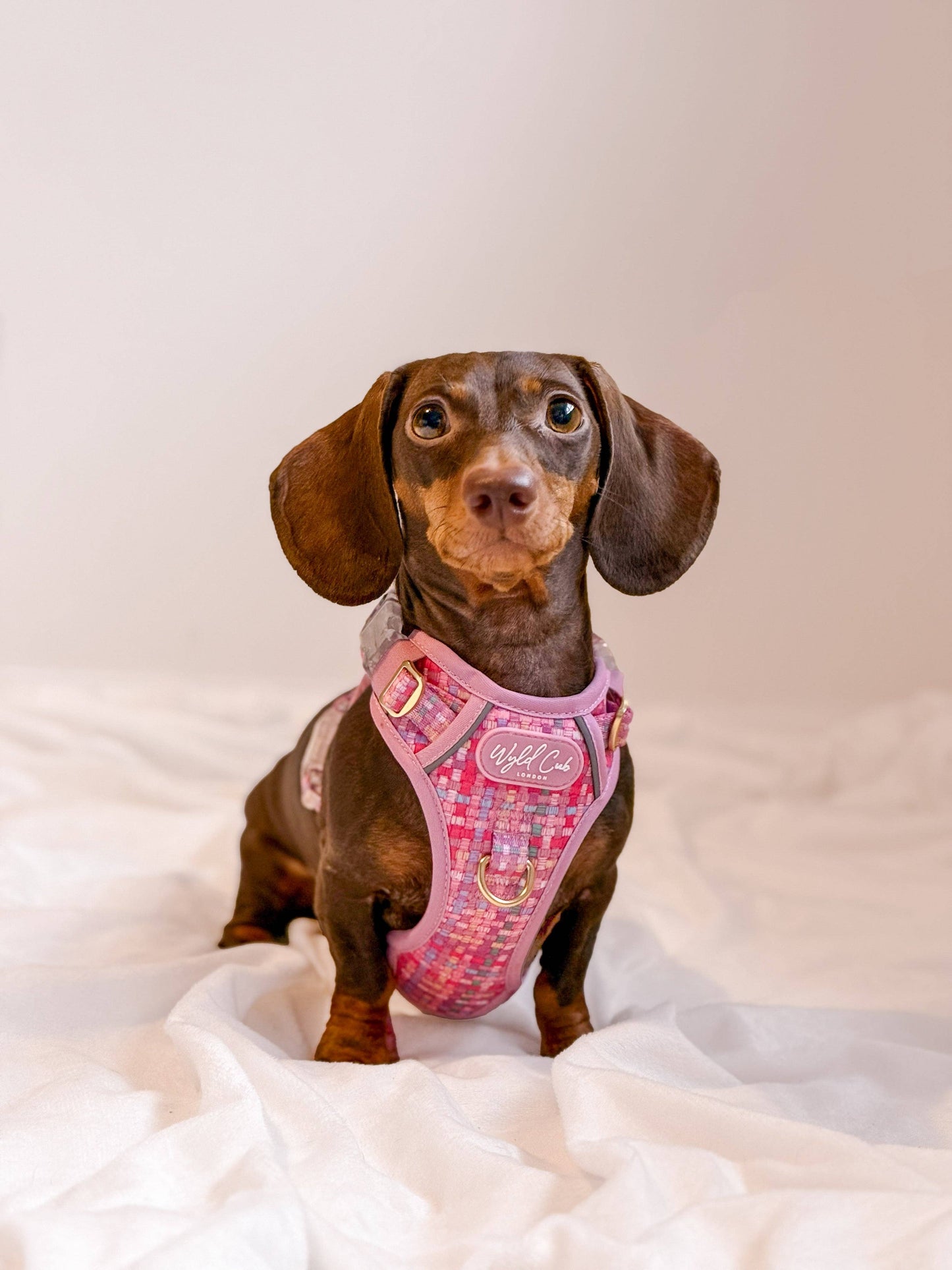 Step & Switch® Dog Harness: Belgravia Bonbon