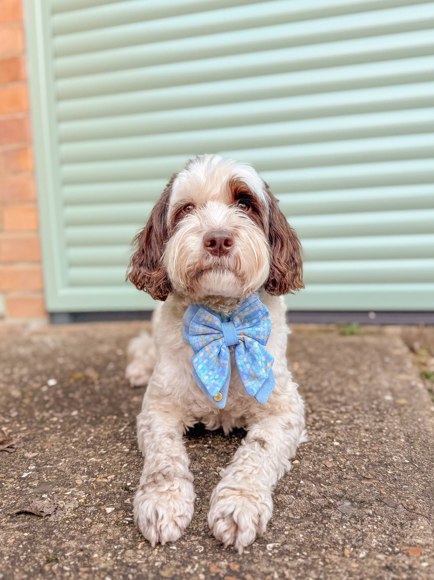 Dog Butterfly Bow: Belgravia Macaron