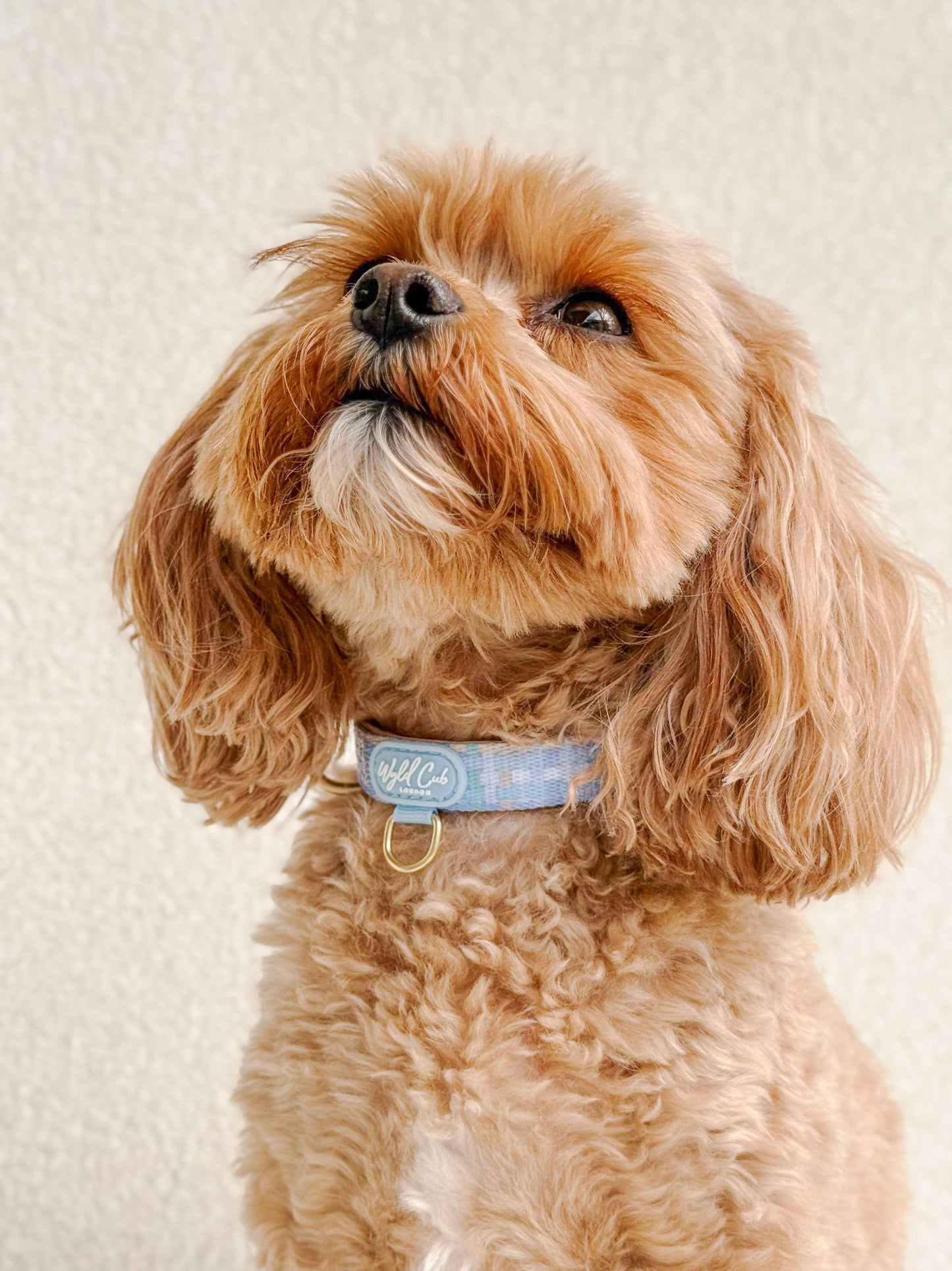 Adjustable Dog Collar: Belgravia Macaron