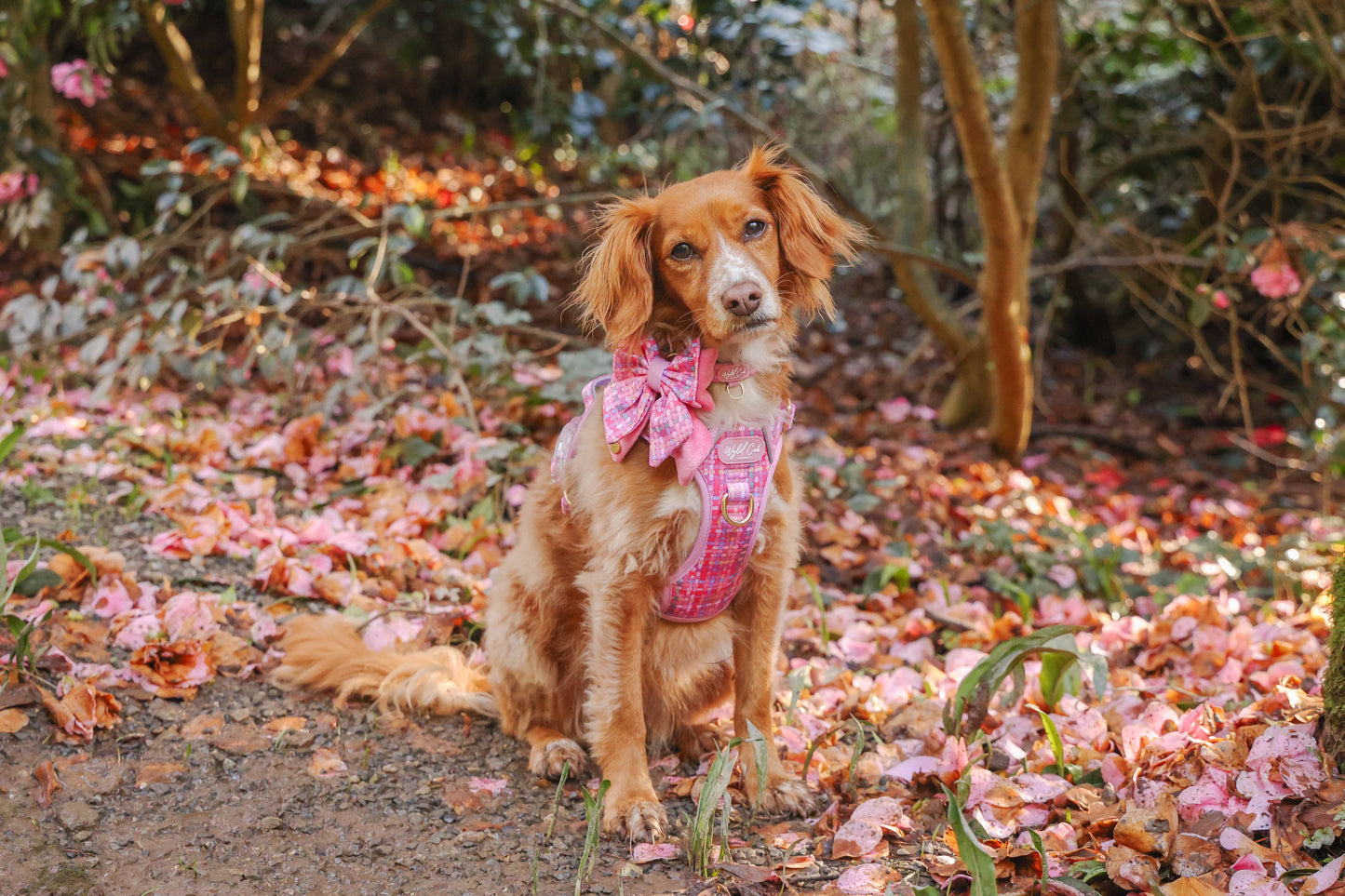 Dog Butterfly Bow: Belgravia Bonbon
